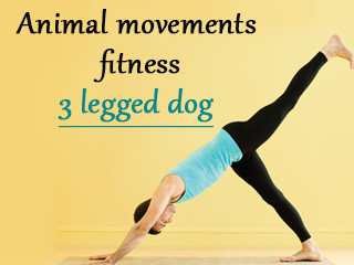 Animal movements fitness 3 legged dog